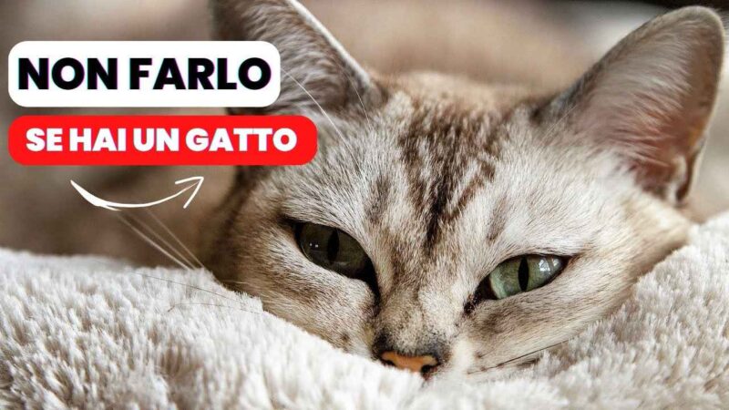5 cose che i gatti fanno ogni giorno e in cui non dovresti mai intervenire