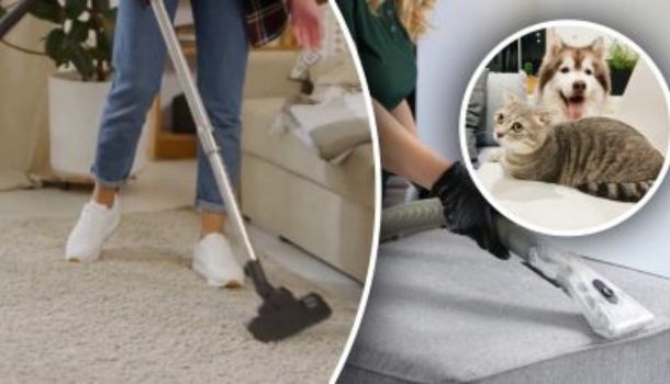 Eliminare l’odore di urina dal tappeto in 7 passaggi: niente tracce e nessun odore sgradevole rimarrà!